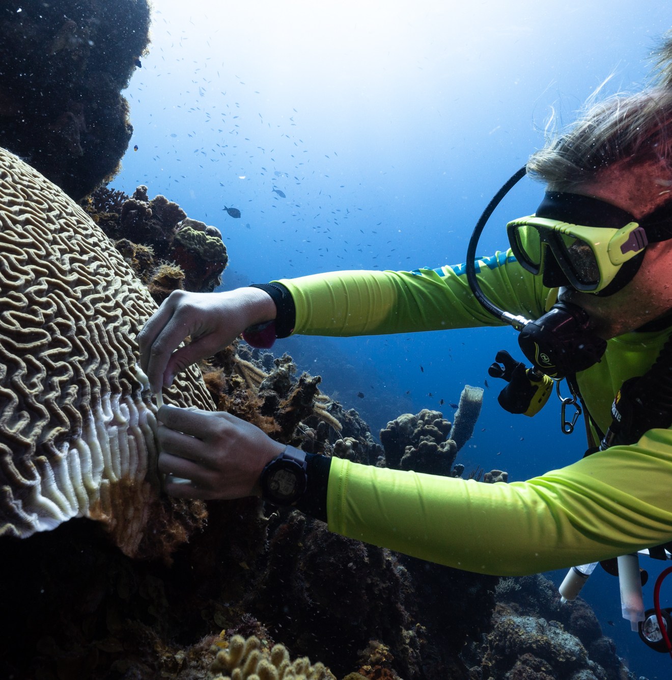 Why scientists are giving these beloved sea creatures human medicine
