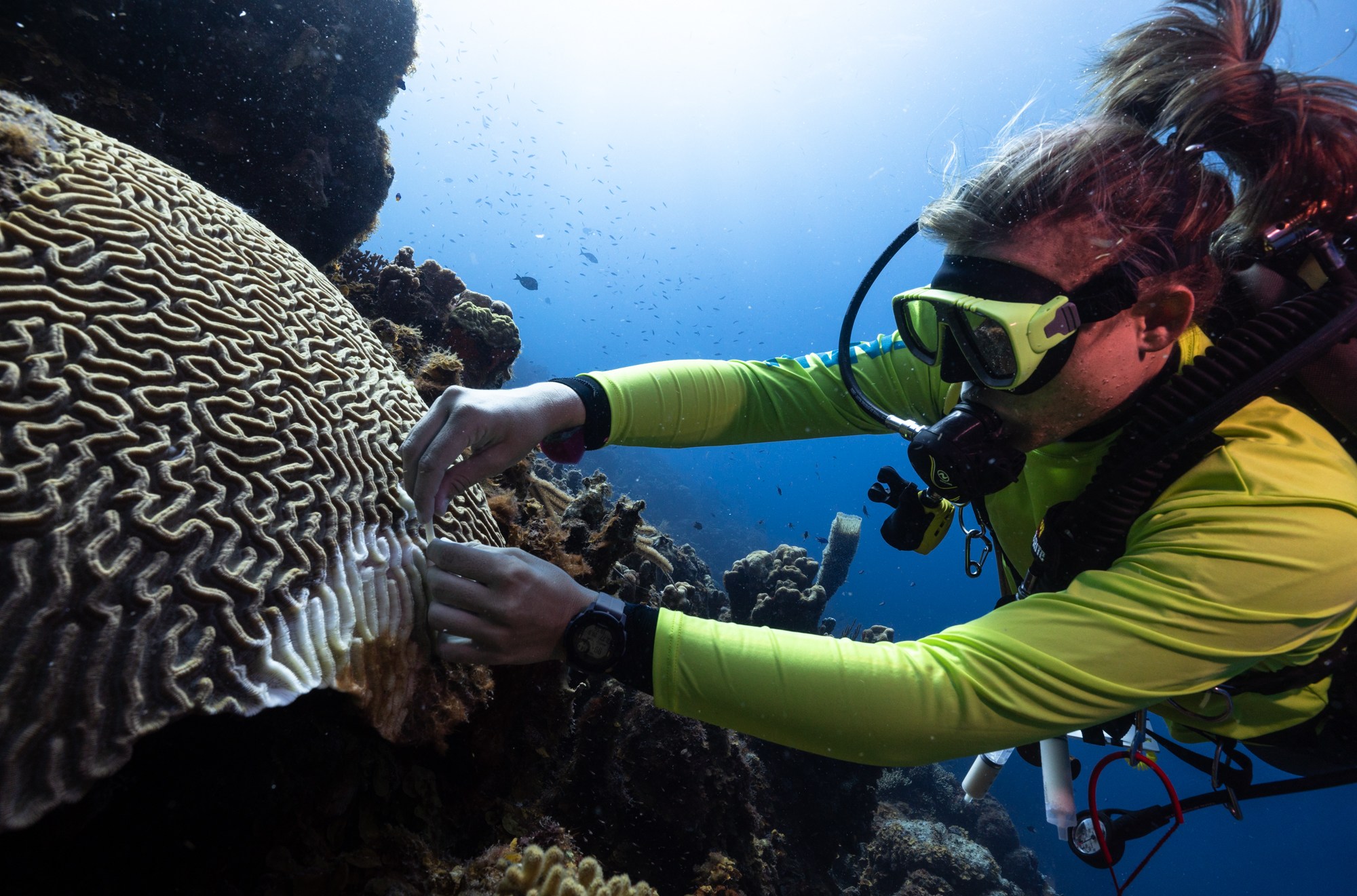 Why scientists are giving these beloved sea creatures human medicine